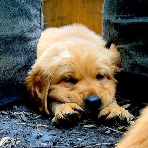 Meet your Posher, Missy